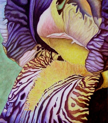 Striped Glory