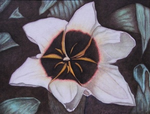 Star Magnolia - 11 x 14, Click on image for price and to purchase