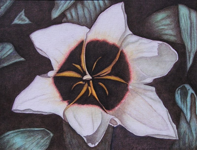 Star Magnolia - 11 x 14 - $145.